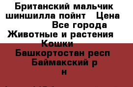 Британский мальчик шиншилла-пойнт › Цена ­ 5 000 - Все города Животные и растения » Кошки   . Башкортостан респ.,Баймакский р-н